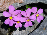 Viola Comollia (Viola di Comolli) - foto Stefano Torriani