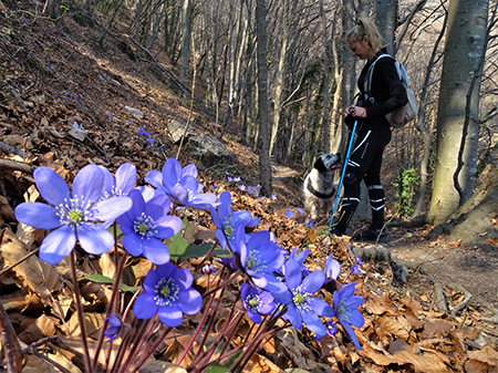 Monte Zucco ad anello ‘fiorito’ da S. Antonio via Sonzogno-26mar22 - FOTOGALLERY