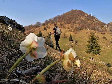 Monte Zucco ad anello ‘fiorito’ da S. Antonio via Sonzogno-26mar22 - FOTOGALLERY