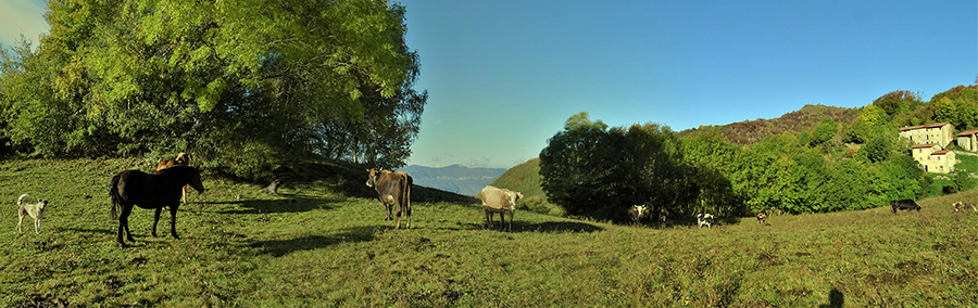 Mandria al pascolo sui prati del Crosnello (1094 m)