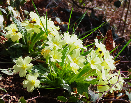 Monte Zucco ad anello fiorito da S. Antonio ABB. via Sonzogno-12 marzo 2026-FOTOGALLERY