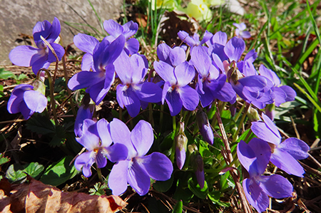 Monte Zucco ad anello fiorito da S. Antonio ABB. via Sonzogno-12 marzo 2026-FOTOGALLERY