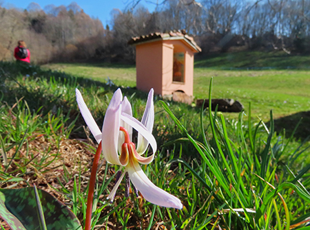 Monte Zucco ad anello fiorito da S. Antonio ABB. via Sonzogno-12 marzo 2026-FOTOGALLERY