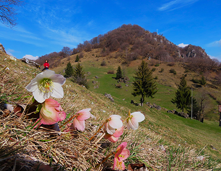 Monte Zucco ad anello fiorito da S. Antonio ABB. via Sonzogno-12 marzo 2026-FOTOGALLERY