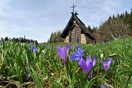 Spettacolo di crocus ai prati della Pigolotta di Valtorta il 22 aprile 2019  - FOTOGALLERY