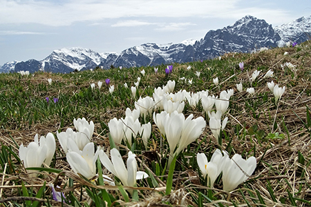 Spettacolo di crocus ai prati della Pigolotta di Valtorta il 22 aprile 2019  - FOTOGALLERY