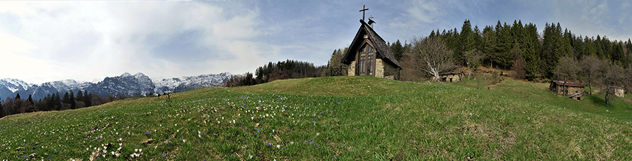 Spettacolo di crocus alla Pigolotta di Valtorta (22-4-'19) 