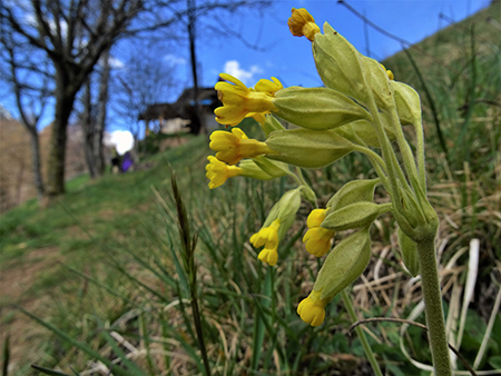 Spettacolo di fiori ai prati della Pigolotta di Valtorta - 8 aprile 2023  - FOTOGALLERY
