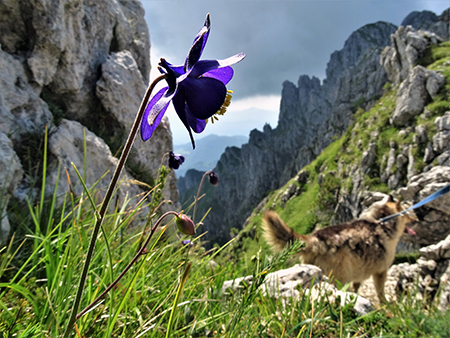 Cima Alben (2020 m) in periplo dal Passo della crocetta il 26 luglio 2020- FOTOGALLERY