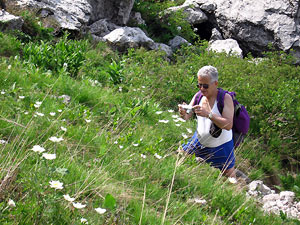 Colionia di pulsatilla alpina al'obiettivo di Luigi Giupponi