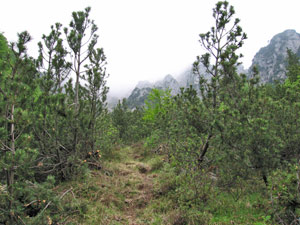 Ricca vegetazione di pino mugo sul pecorso