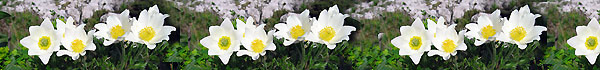 Pulsatilla alpina in Alben