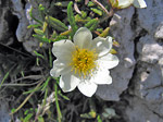 Camedrio alpino in Alben