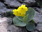 Rarit锟?! Primula orecchia d'orso in Alben