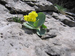 Habitat della Primula auricula