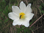 Pulsatilla alpina bianca