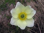 Pulsatilla alpina