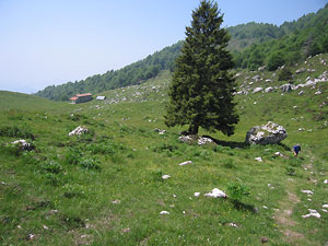 Bello salire i sentieri erbosi dei pascoli