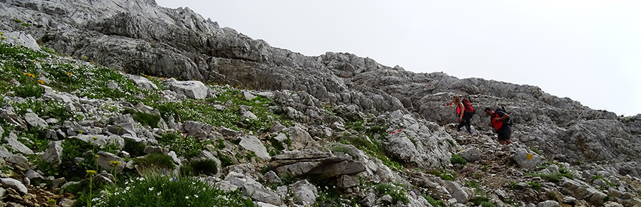 Tra i fiori d'alta quota di cima Arera