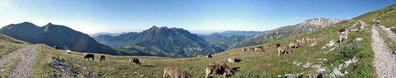 Mandria al pascolo in Alpe Arera