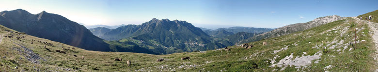 Mandria al pascolo in Alpe Arera (2)