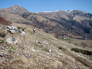 Il sentiero 150 si apre su ampi pascoli ricoperti di crocus in fiore con ampia vista verso il Sodadura