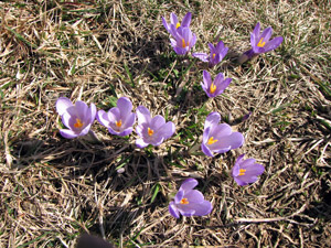 Crocus vernus in fiore