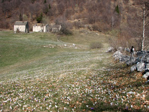 Scorcio su prati bianchi di crocus e cascine in disuso