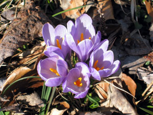 Coloratissimi crocus