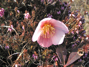 Rosa di Natale con erica