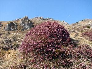 Colonie d'erica colorano i fianchi della montagna