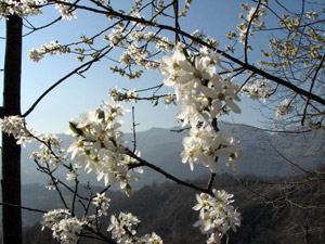 Fiori di ciliegio