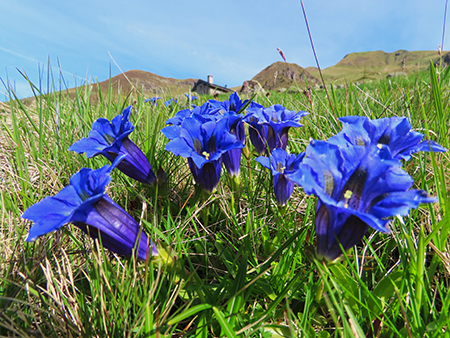 Festa di fiori e marmotte sui sentieri per i Monti Foppa (1895 m) e Avaro (2088 m)–28magg25- FOTOGALLERY