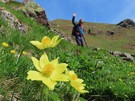 Festa di fiori e marmotte sui sentieri per i Monti Foppa (1895 m) e Avaro (2088 m)–28magg25- FOTOGALLERY