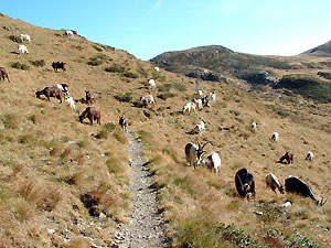 Gregge di capre all'alpeggio d'ottobre! sul monte Avaro