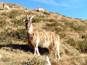 Capre delle Prealpi e Alpi Orobie di Valle Brembana