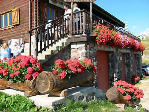 Splendida fioritura dei gerani di Miriam