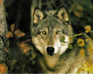 1° Convegno 'Il lupo nel Parco delle Orobie'
