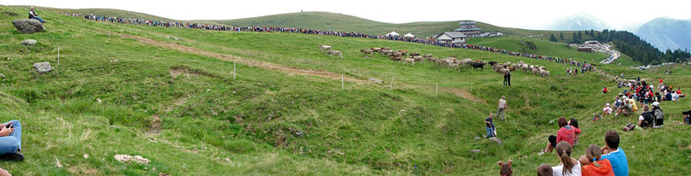 Piani dell'Avaro - Cani pastore in gara