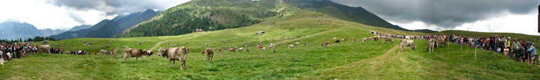 Piani dell'Avaro - Cani pastore in gara