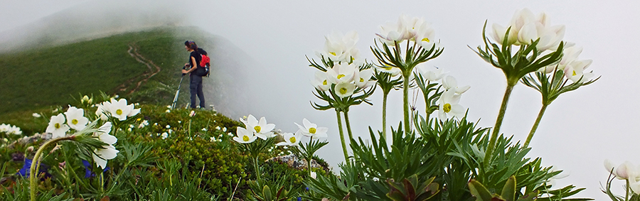 Anemoni narcissiflora si stagliano nella nebbia