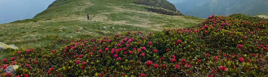 Rododendri sul Monte Avaro