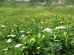 Alta Val Serrada - Monte Foppa dai Piani dell'Avaro (5 luglio 08) - FOTOGALLERY