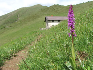 'Orchis mascula' alla Baita Rudera