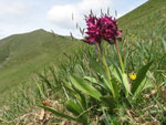 Un fiore raro sulle Orobie la Dactylorhiza sambucina