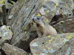 Marmotta in zona sentiero Rif. Benigni