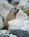 Marmotta. ..in fischio fortissimo!