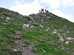 Cima Piazzotti al Rifugio Benigni con pecore ed escursionisti