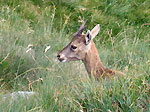  Piccolo stambecco al Rifugio Benigni