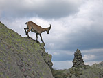 Stambecco femmina sulle rocce al Rifugio Benigni